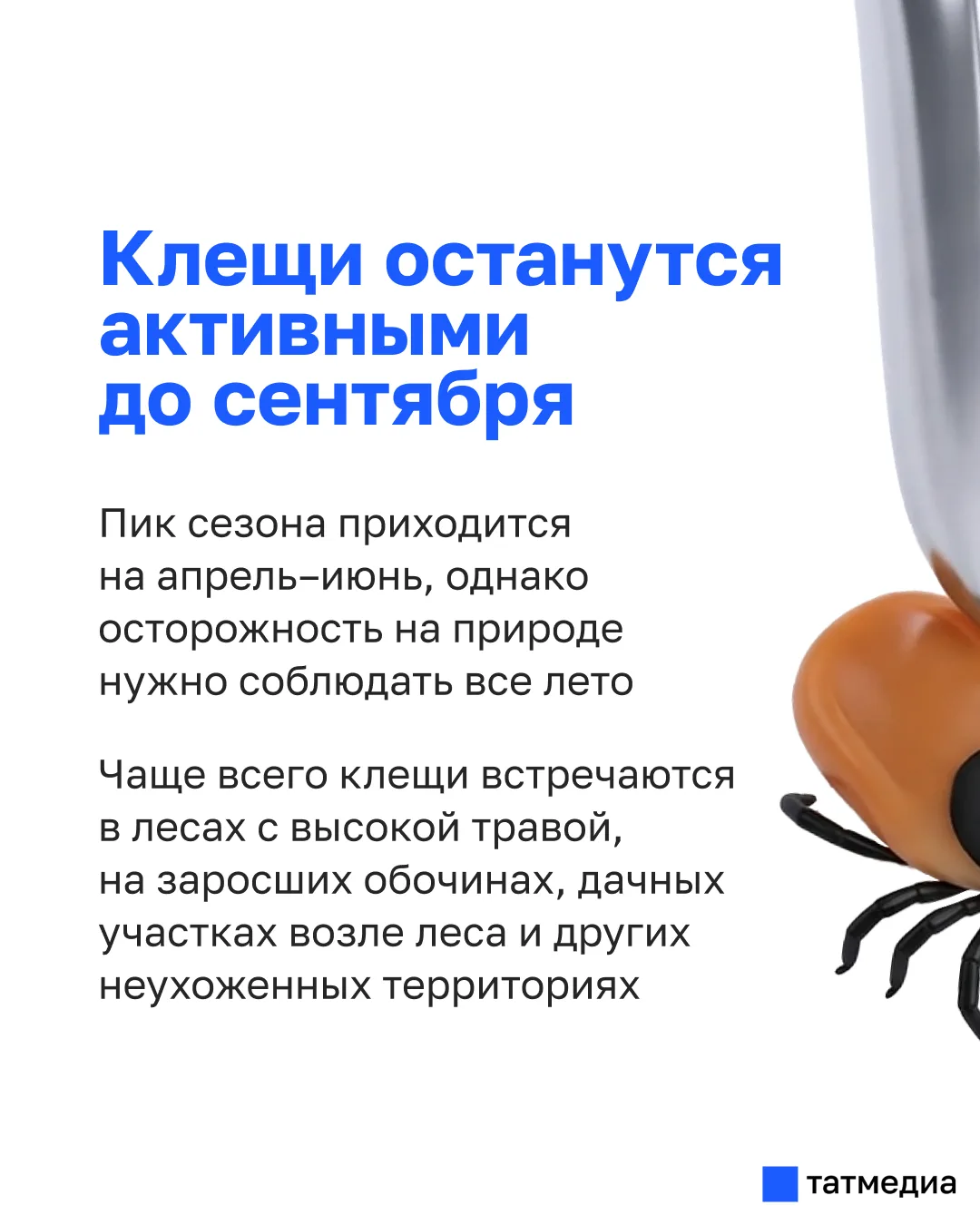 🕷️⚠️ Клещи все еще опасны: Когда закончится сезон активности?