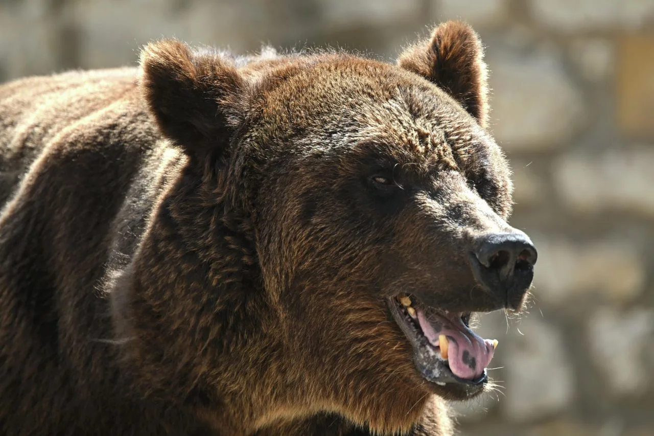 🐻 Медведей посчитали