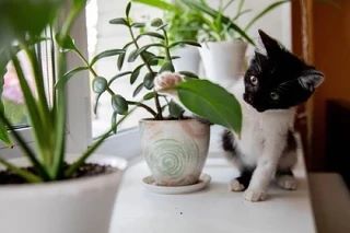 🐈‍⬛💸Котенка за 100 млн рублей выставил на продажу владелец в Ростове