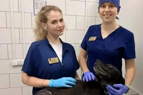 🐶 В Зеленограде собаке провели сложную операцию после ожога
