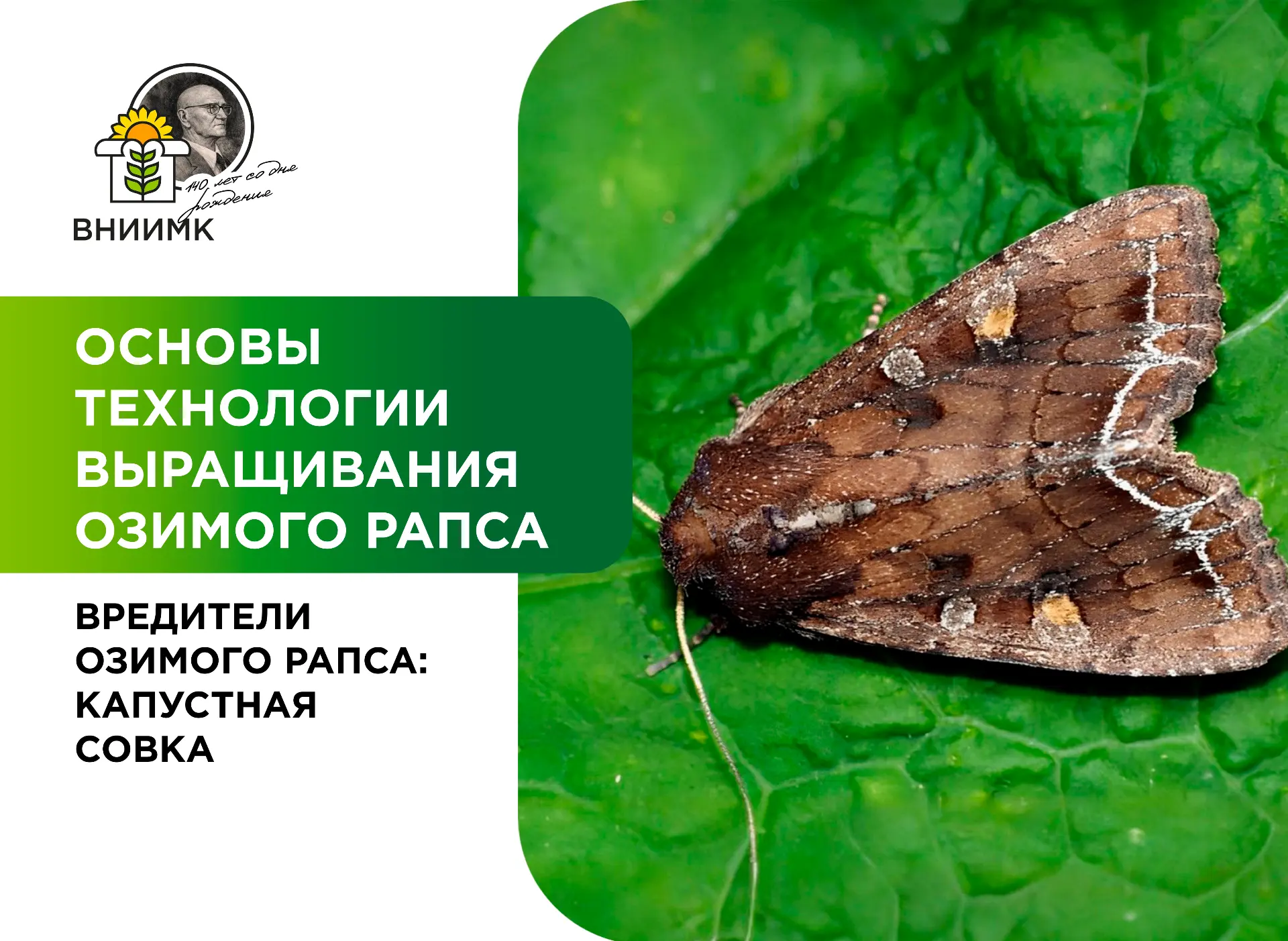 Вредители озимого рапса: капустная совка