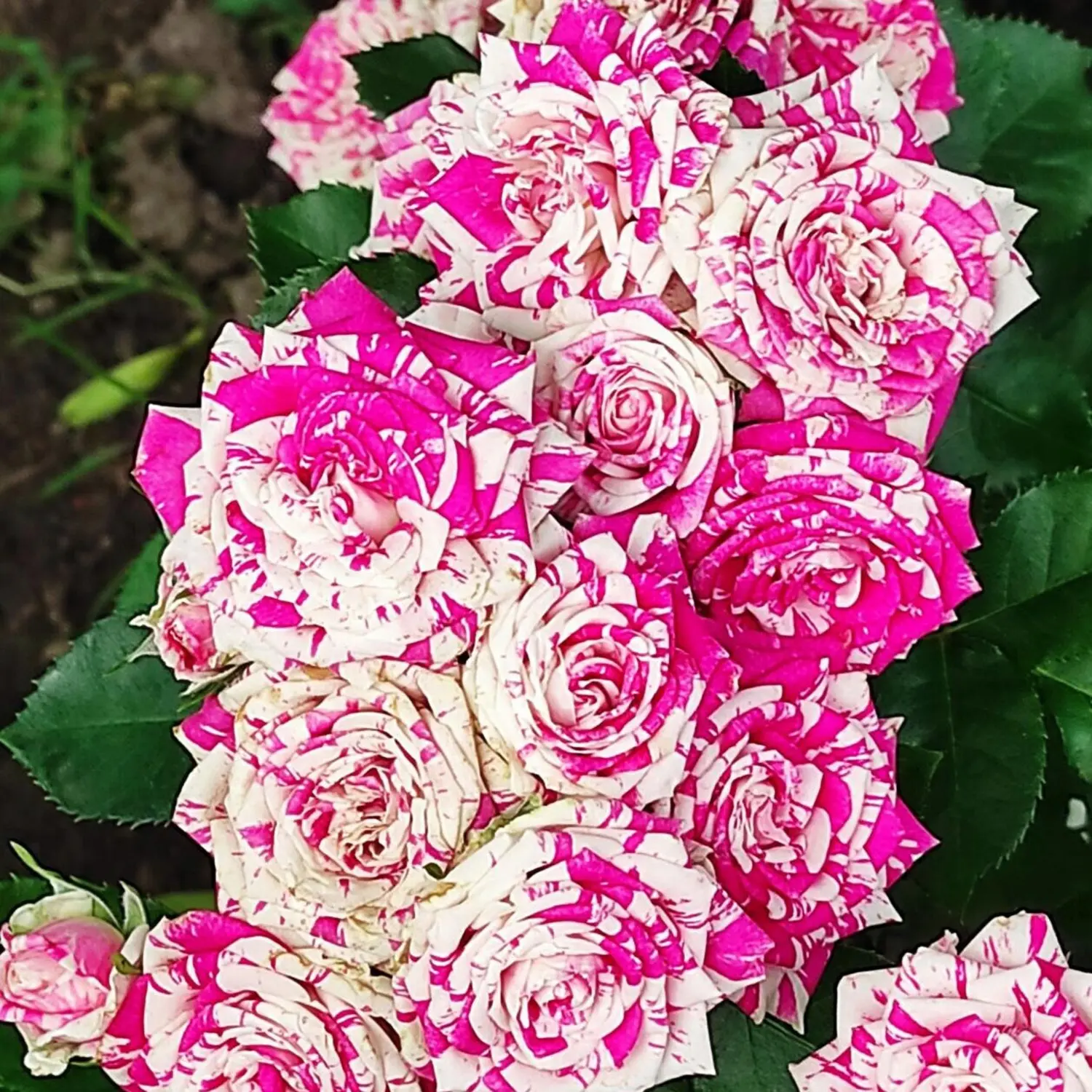 Продолжаем знакомство с розами из нашего ассортимента 🌹😍
