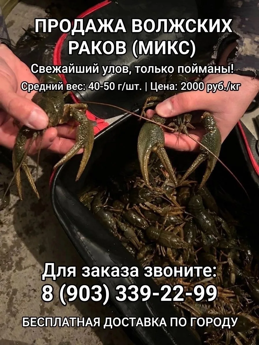 🦞🦞🦞Продаются волжские раки микс по цене 2000 рублей за килограмм. Средний вес раков составляет 40