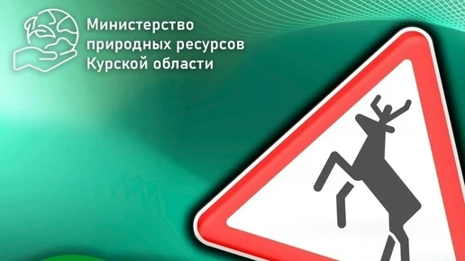 Курское Минприроды предупредило водителей о столкновении с дикими животными