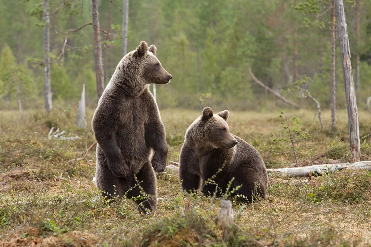 Минутка науки: научное название бурого медведя — Ursus arctos. Ursus по-латыни значит «медведь», а a
