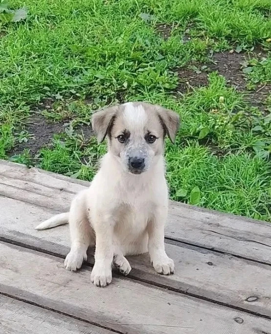 🐶 ОСТАЛСЯ ОДИН ЩЕНОК-ДЕВОЧКА 🌸