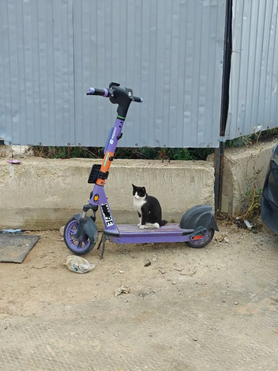Пожалуй, единственный самокатчик, который точно никого не раздражает 🤔😄