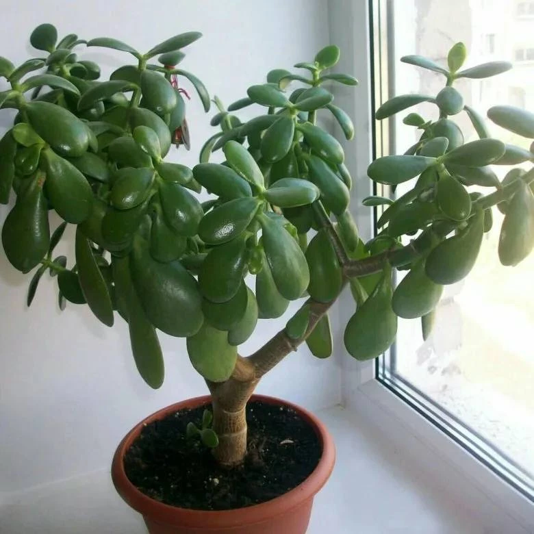 Почему у толстянки (денежного дерева) гигантские листья? 🌿