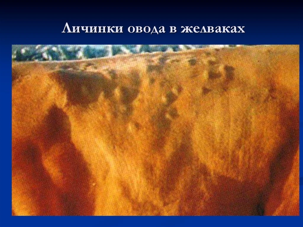 Обезопасьте свое стадо от гиподерматоза! Профилактика – лучший щит.

🦟Гиподерматоз, широко известны