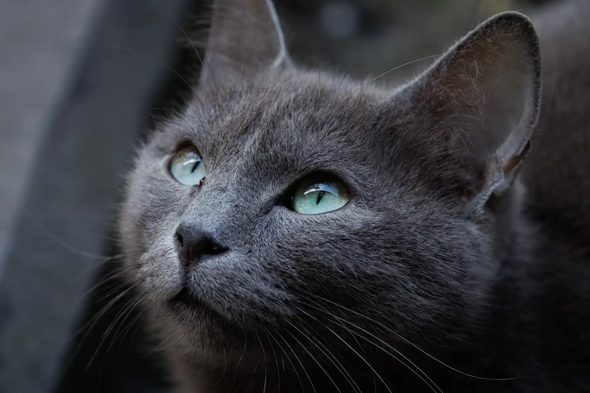 От такой красоты невозможно отвести взгляд 🐾