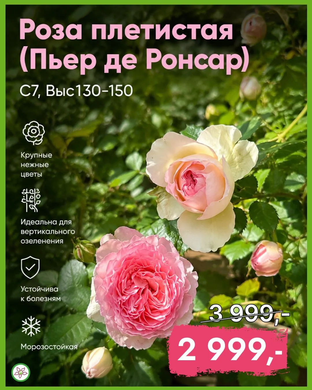 🌹 Акция на одну из самых красивых плетистых роз!

🥀Роза «Пьер де Ронсар» (С7, высота 130–150 см) —