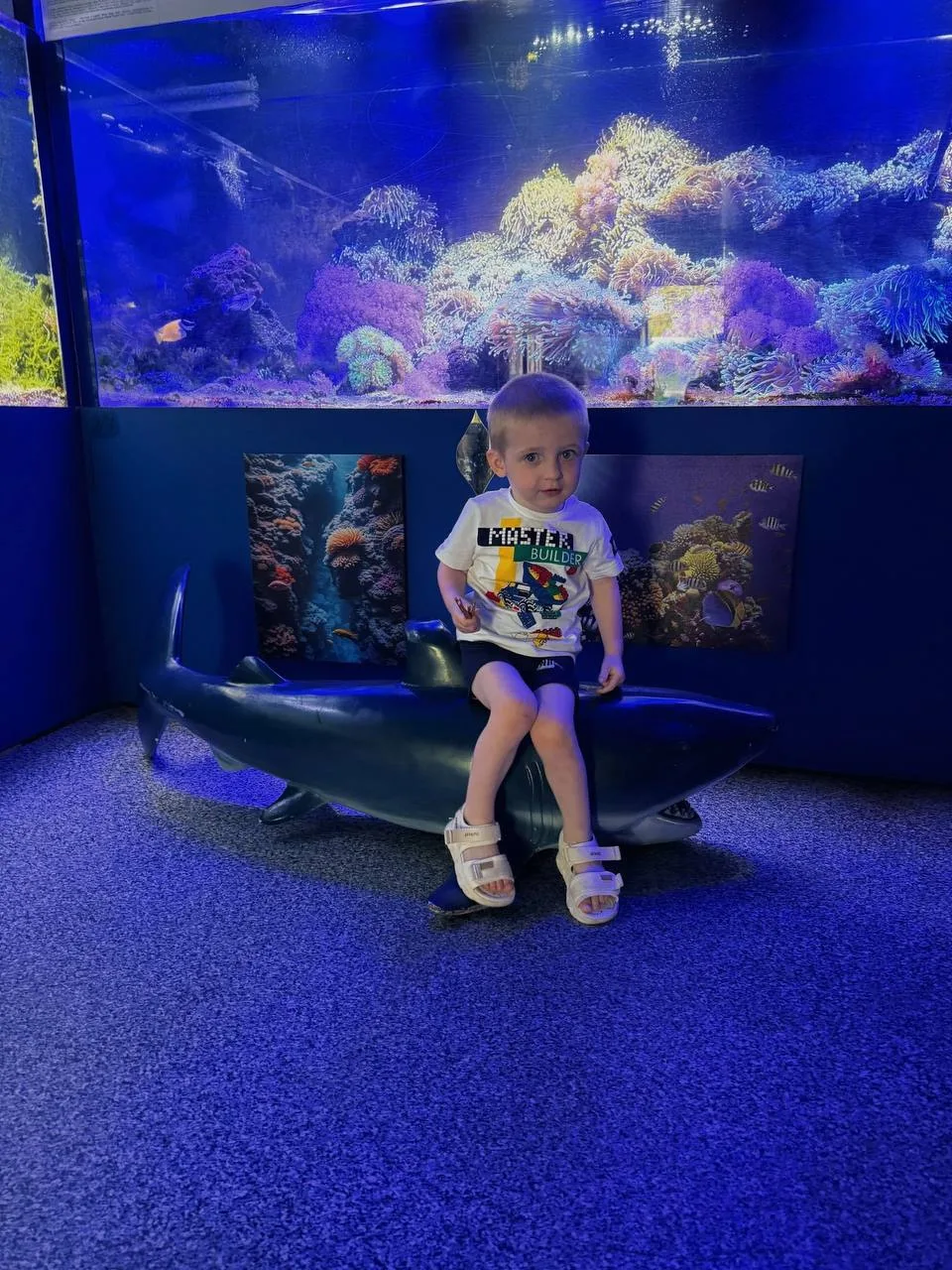 🪸🐠