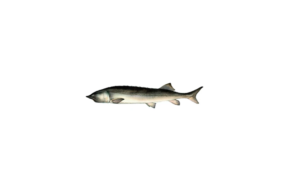 🐟 Калуга
