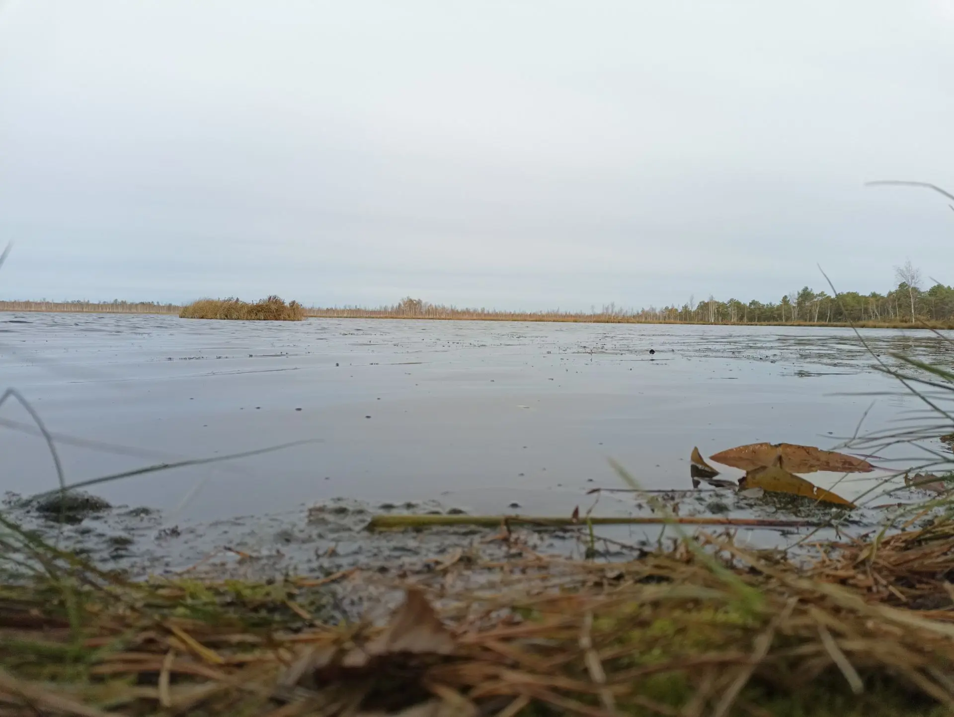 Осеннее пасмурное утро гладь озера среди деревьев.