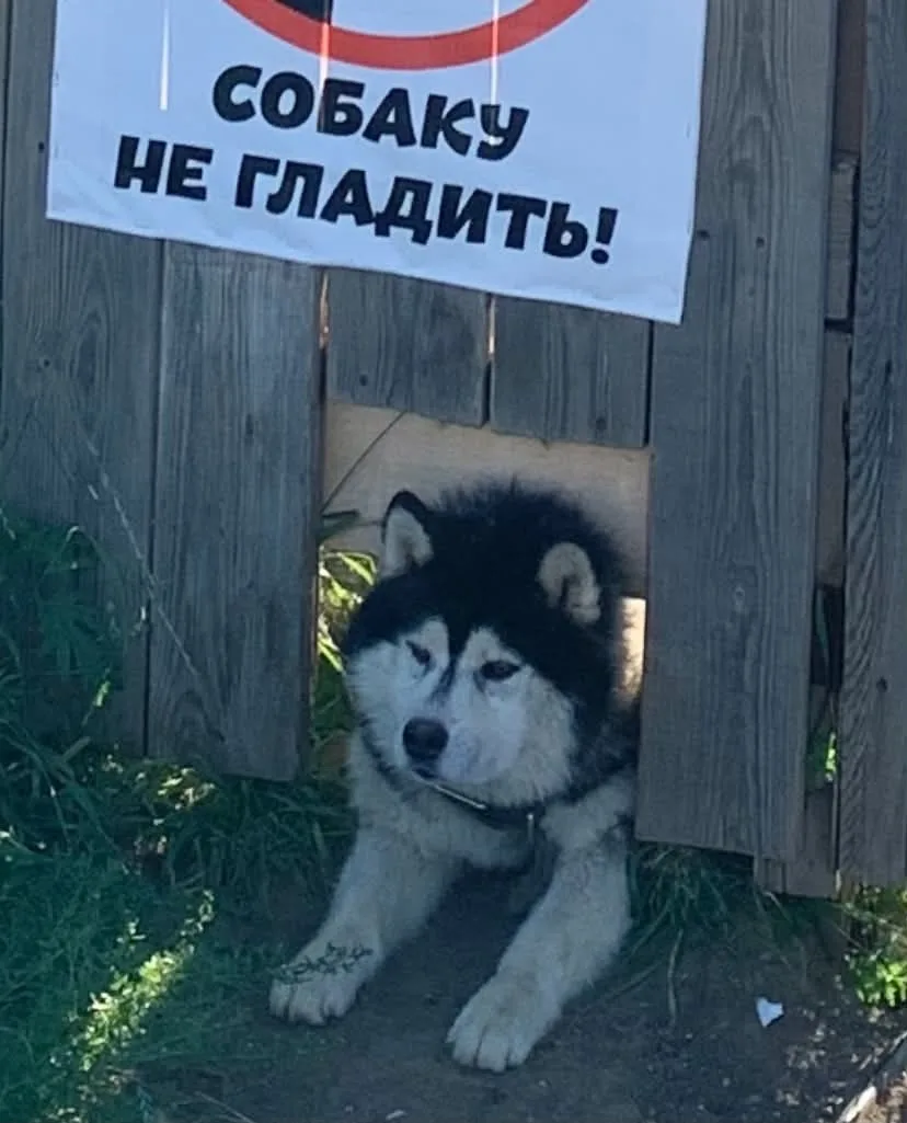 Это уже издевательство над животными и над людьми 

Как можно не погладить такого песика? 
Он же леж