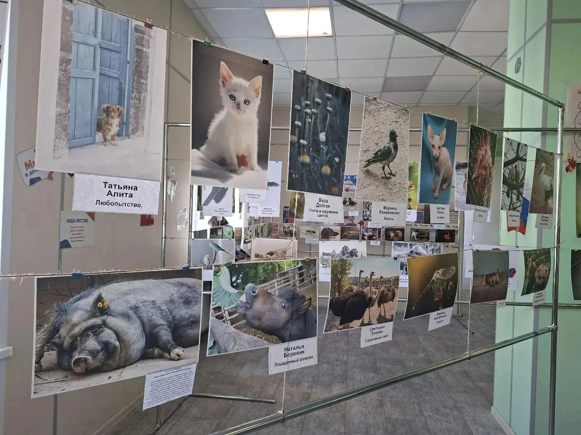 📸В Мариуполе начала работу передвижная фотовыставка «Усы, лапы, хвост»