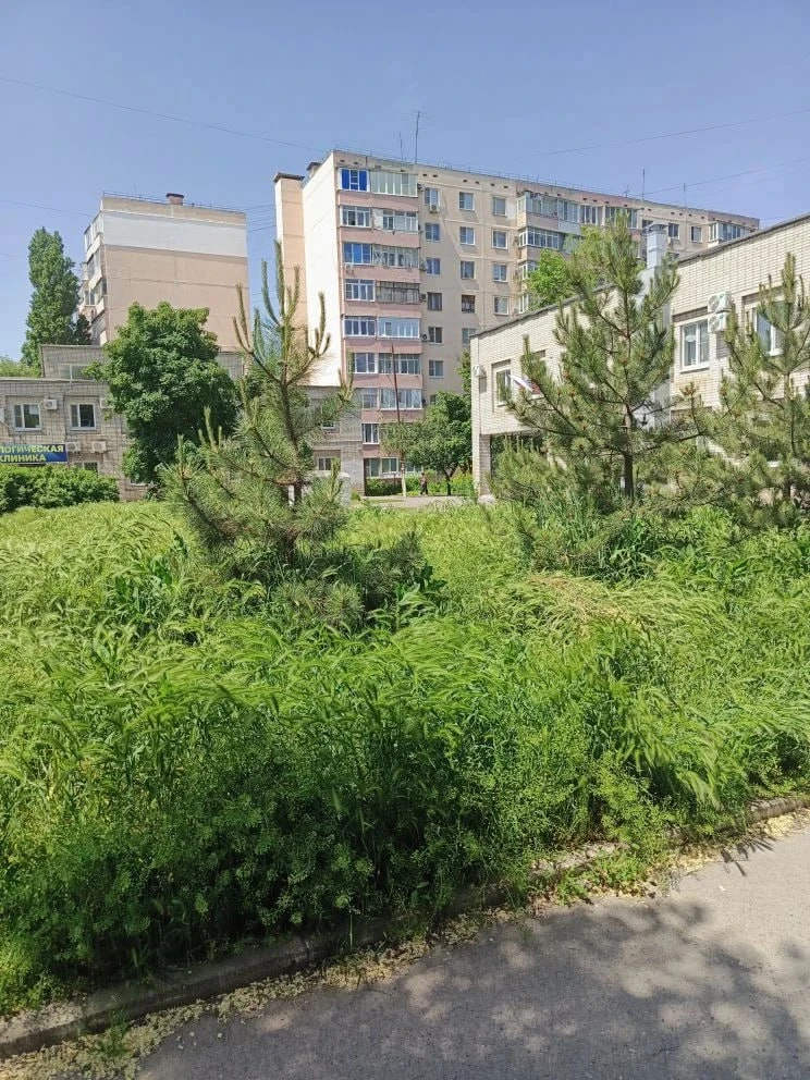 Вот такая трава у поликлиники на Русском поле  Подписаться на Мой Таганрог