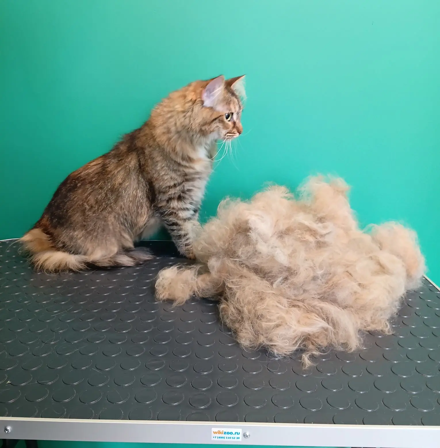 Котики и их лишняя шерсть