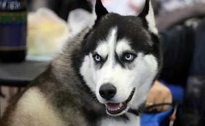 Россельхознадзор проконтролировал вывоз 20 животных-компаньонов за рубеж из Марий Эл