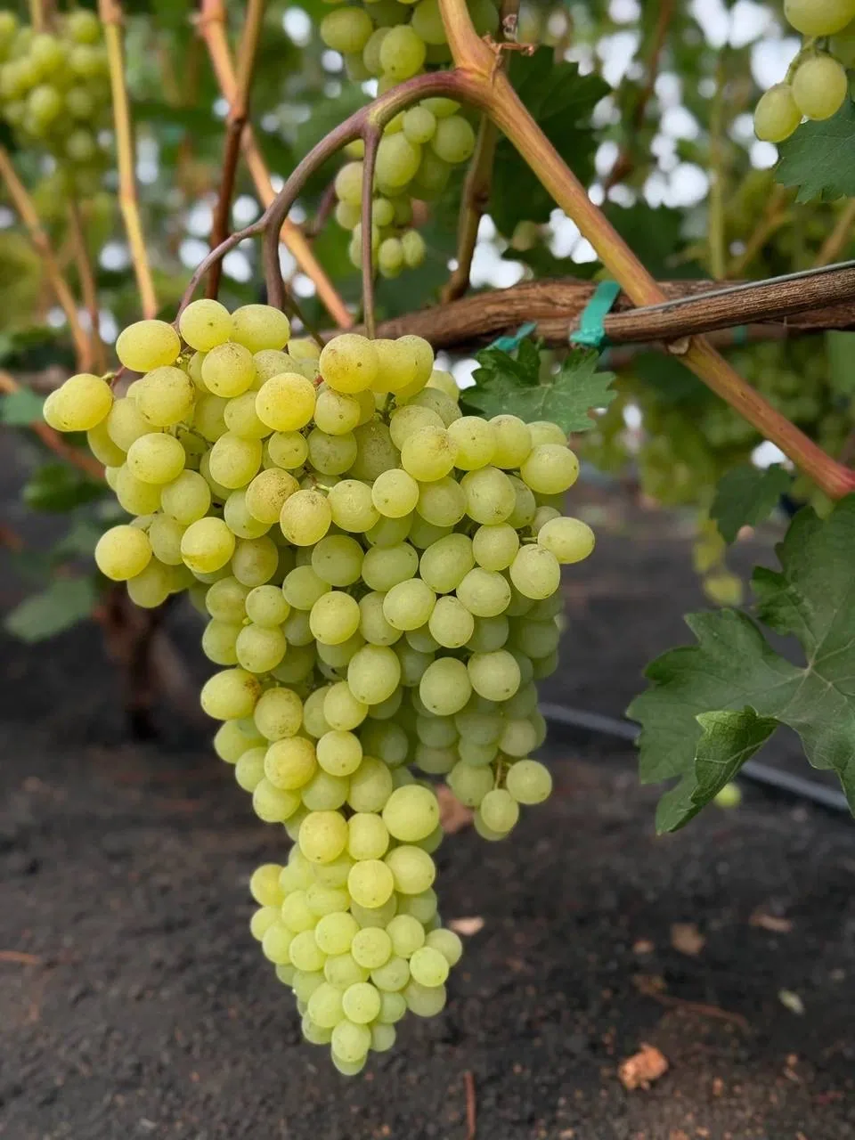 Реклама по любви!  Сегодня поговорим про виноград🍇  Сейчас самое время начать выбирать  посадочный м