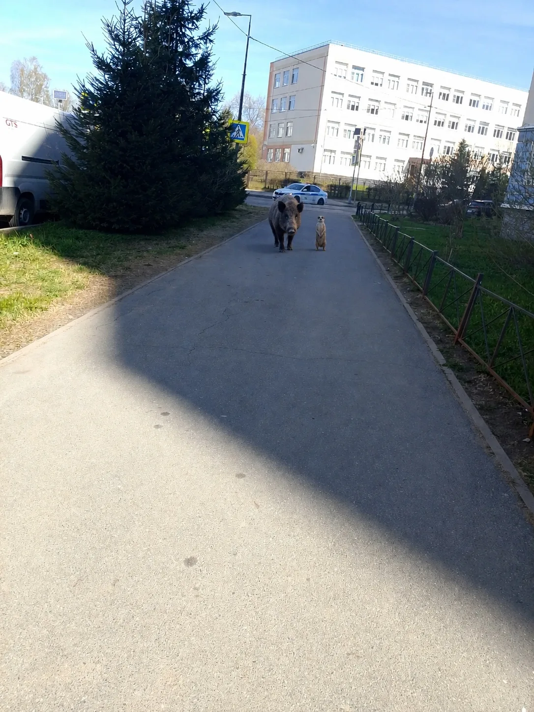 Осинка онлайн
