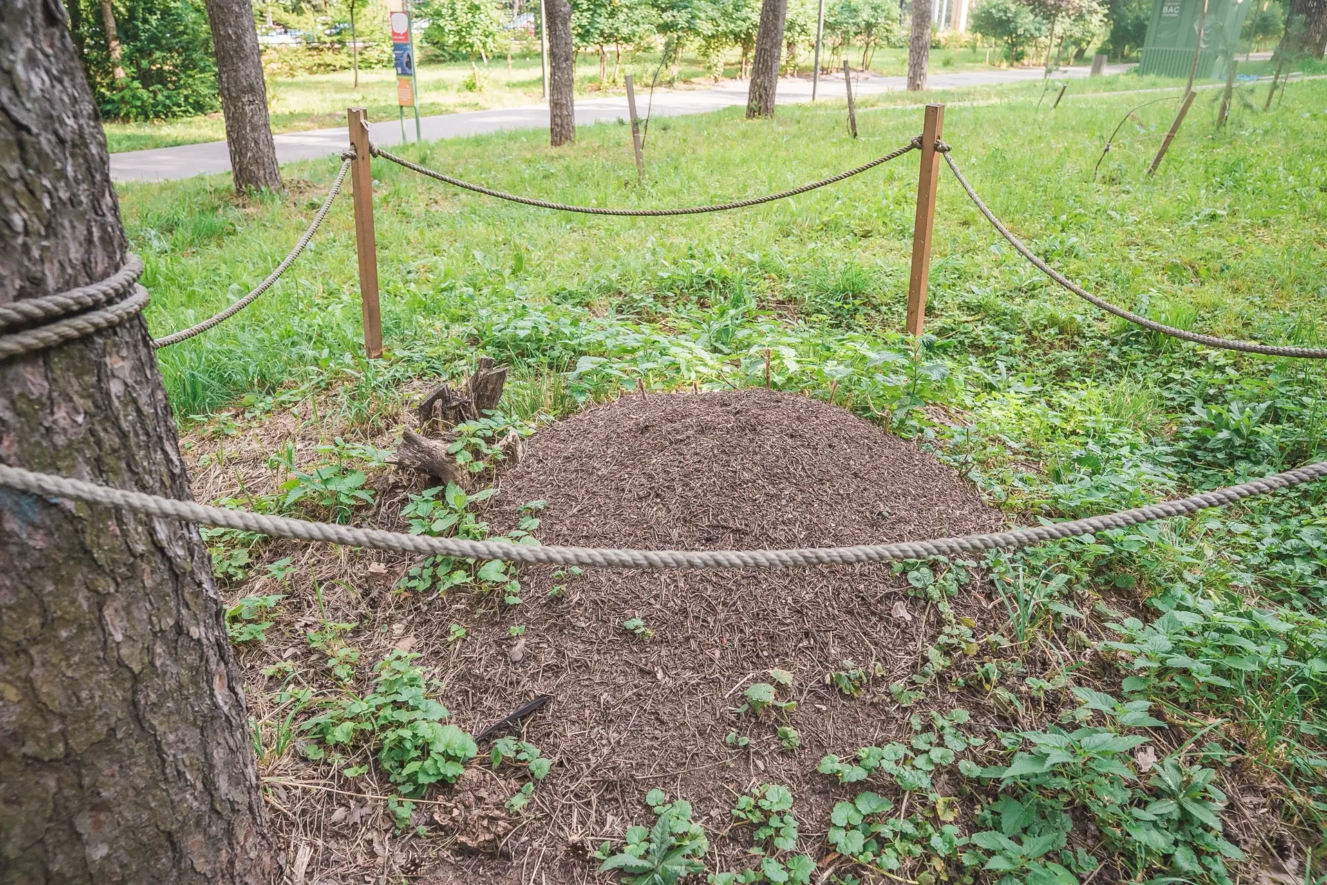 Гуляя по парку, не забывайте смотреть под ноги!)

Возможно, совсем рядом работает самая дружная кома