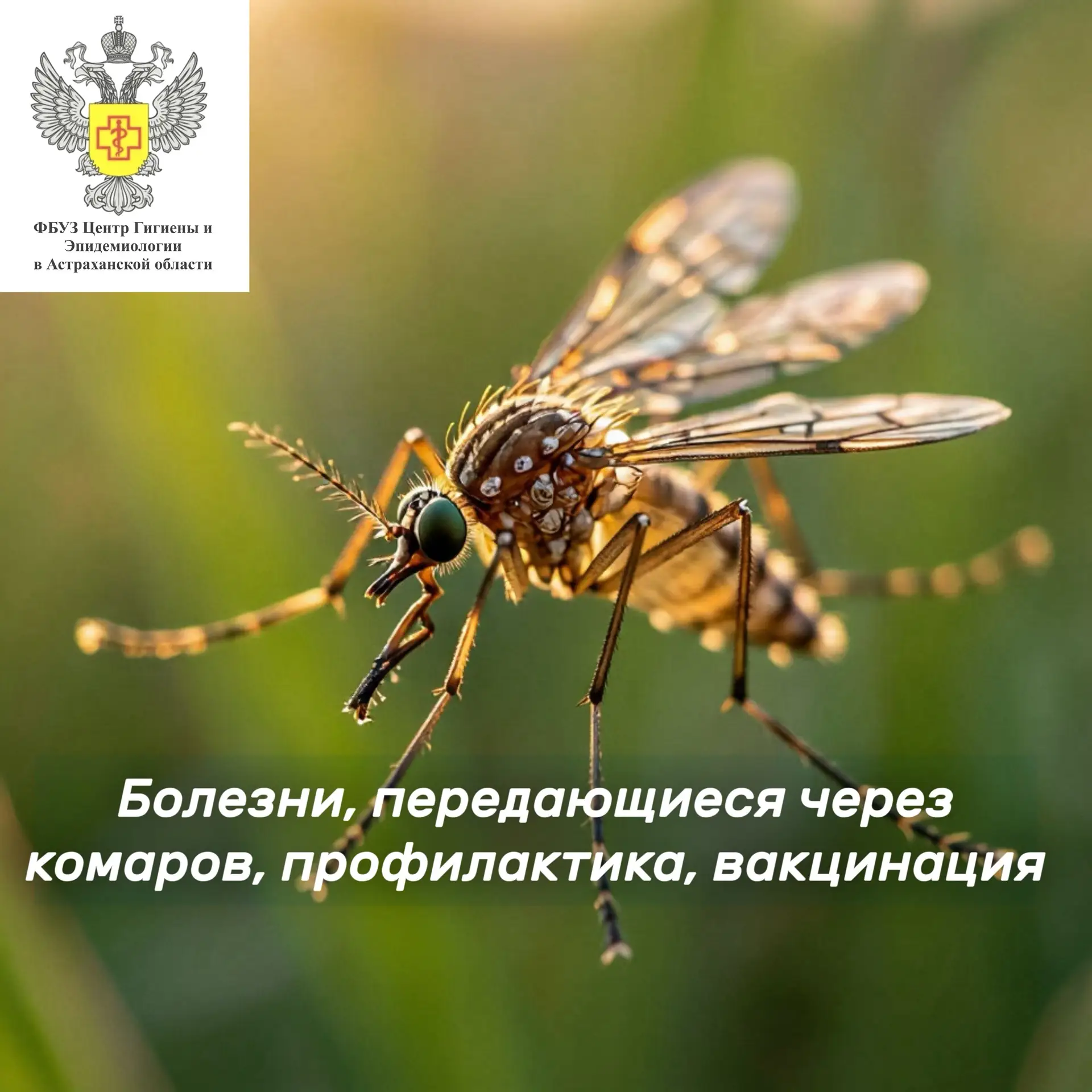 🦟⚠️ Болезни, передающиеся через комаров, профилактика, вакцинация 

Комариные лихорадки ранее назыв
