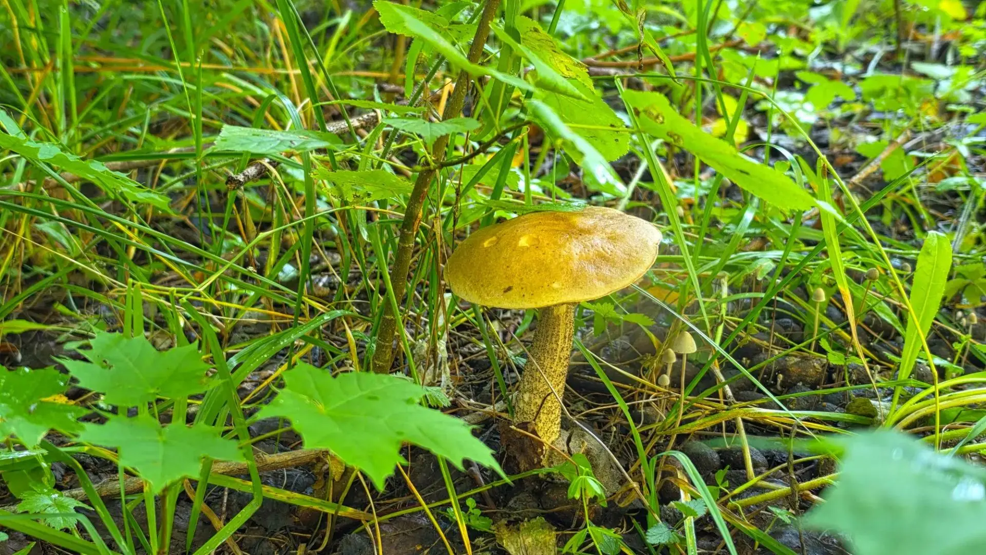 🍄 Иногда хочется отдохнуть от растений, но они не отпускают даже в лесу