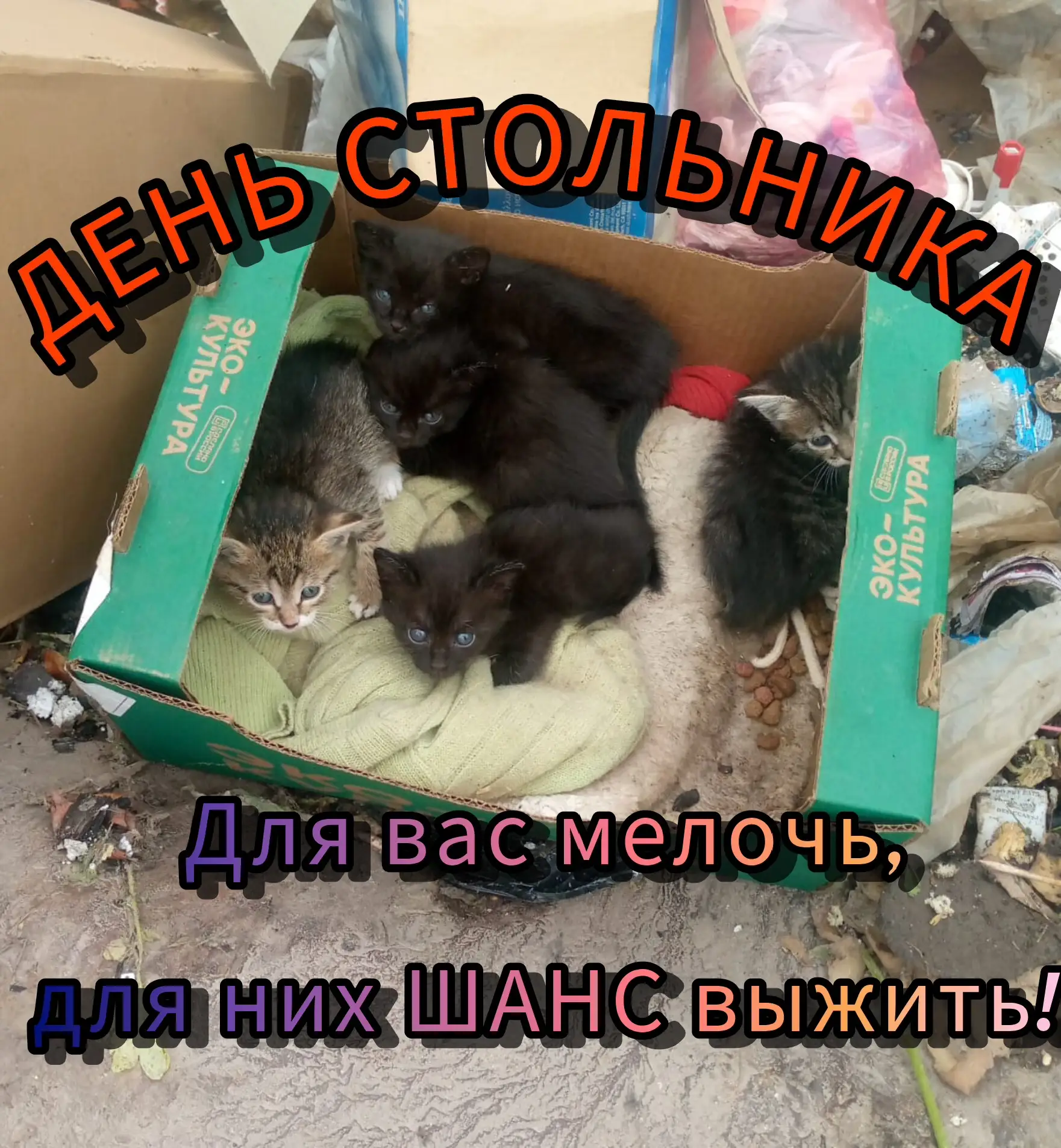 🐾 Четверг. Стольник добра! 📅
