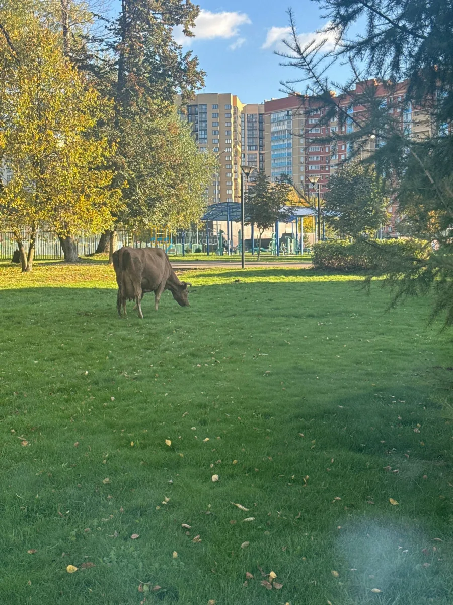 Вот такая симпатичная телочка сегодня паслась у ФОКа на Центральной 🐄😍