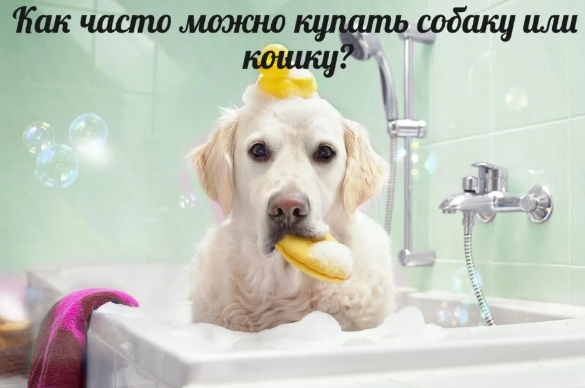 🛁 Как часто можно купать собаку или кошку?