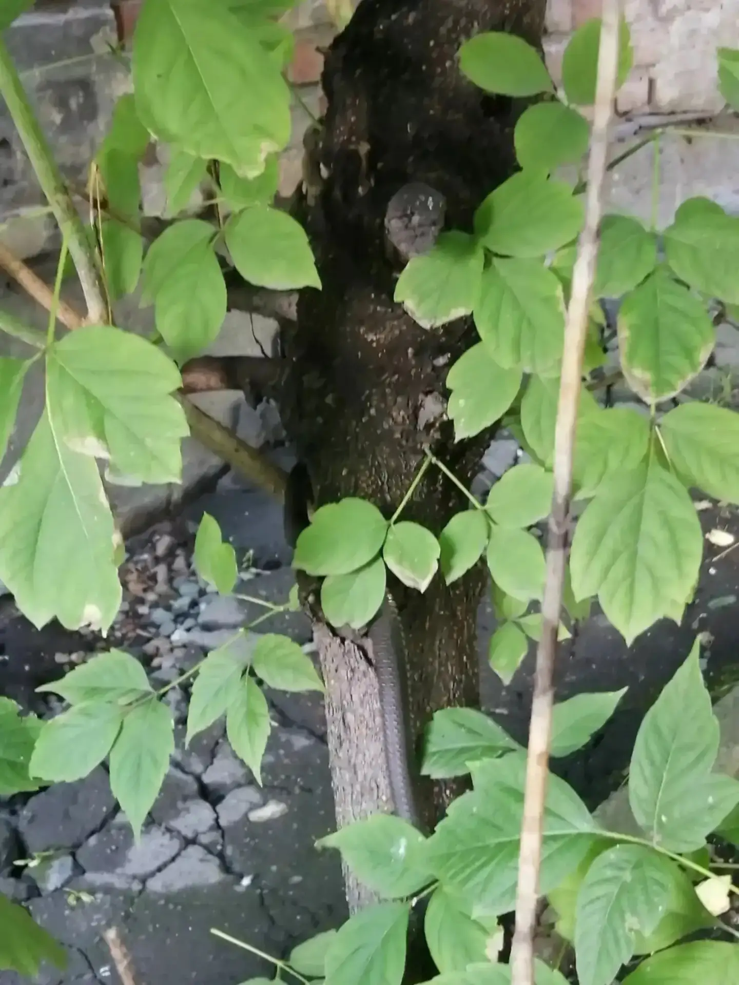 🐍 Змея атаковала пункт выдачи заказов Wildberries в Кузбассе