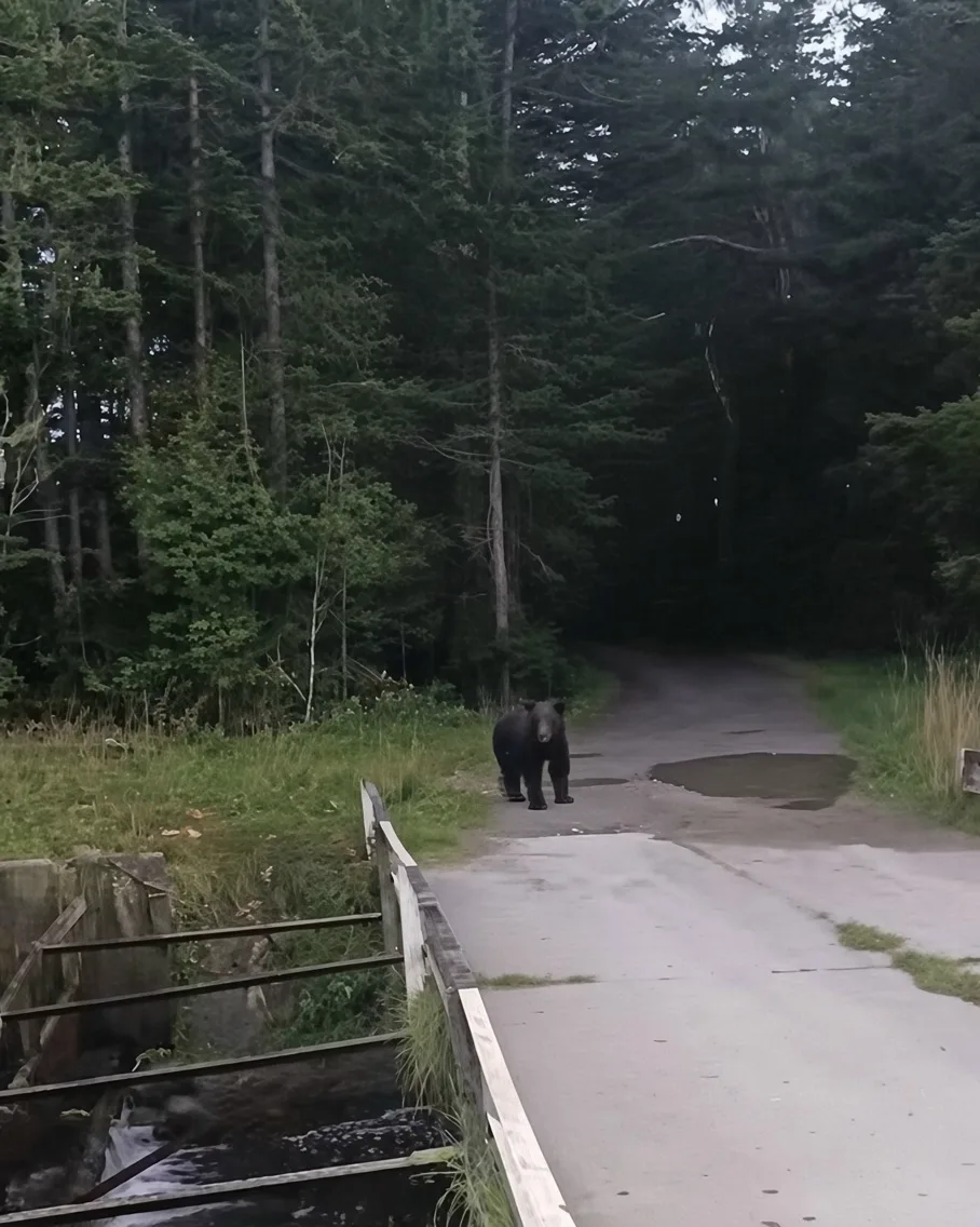 🐻 Медведей заметили сразу в нескольких населённых пунктах Нытвенского округа — хищники...