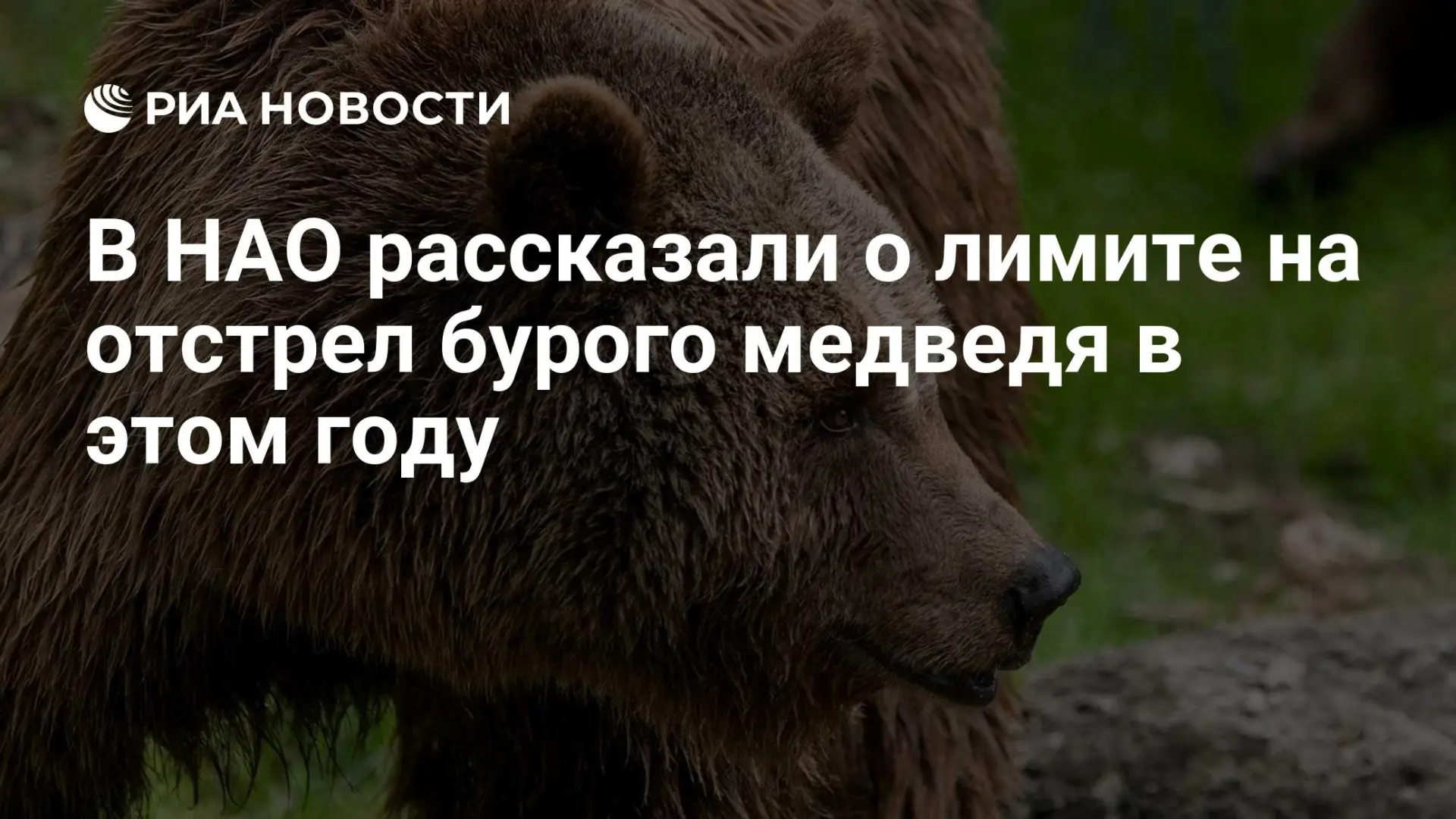 ❗ В Ненецком округе рассказали о лимите на отстрел бурого медведя в этом году