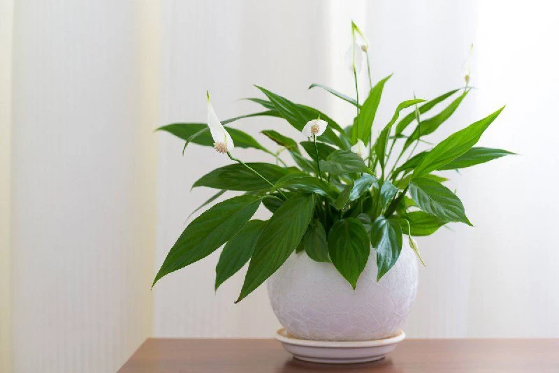 Уход за спатифиллумом 🌿
