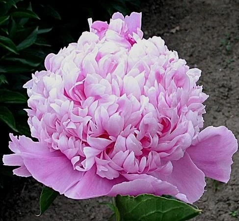 🌸 ПИОН «МЕСЬЕ ЖЮЛЬ ЭЛИ» (Monsieur Jules Elie) 🌸