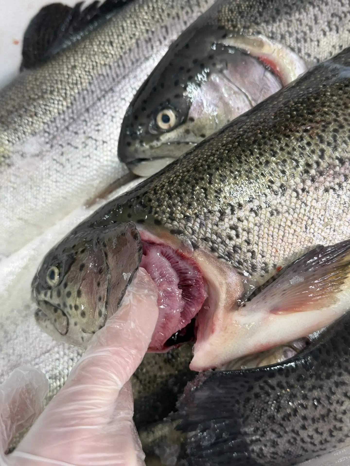 🔥 ПОЛУЧИЛИ ДОЛГОЖДАННУЮ ФОРЕЛЬ 🎣  Во всех наших магазинах «Первый Ягодный» поступление: ОХЛАЖДЕННАЯ 