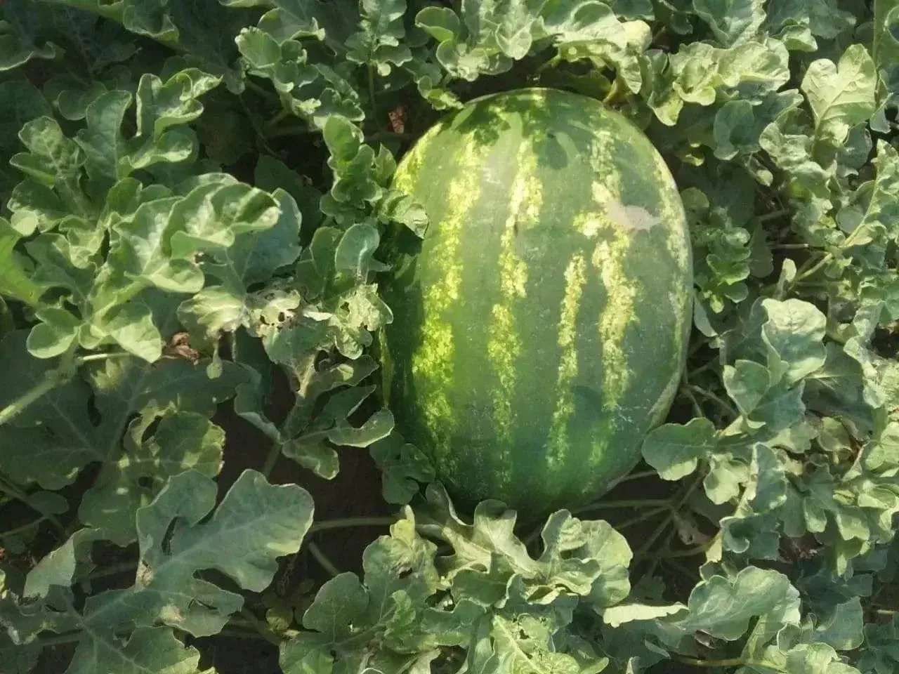 🍉 Первые арбузы и дыни собрали на полях Ставрополья.

В крае началась уборка бахчевых. Первый урожа
