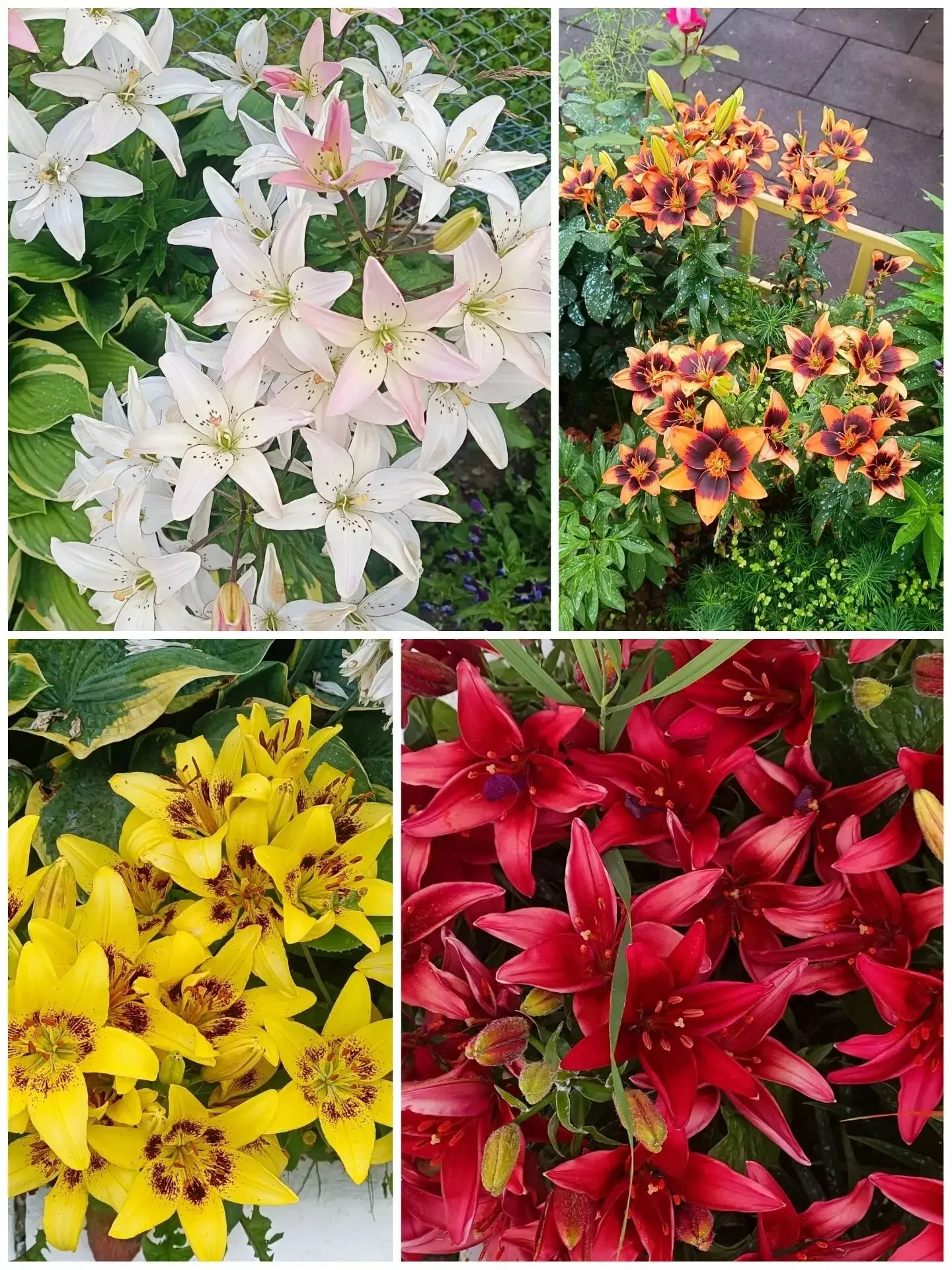 Наш детский сад расцветает на глазах! 🌸 🌼 🌺 

Клумбы детского сада снова радуют яркими красками! 