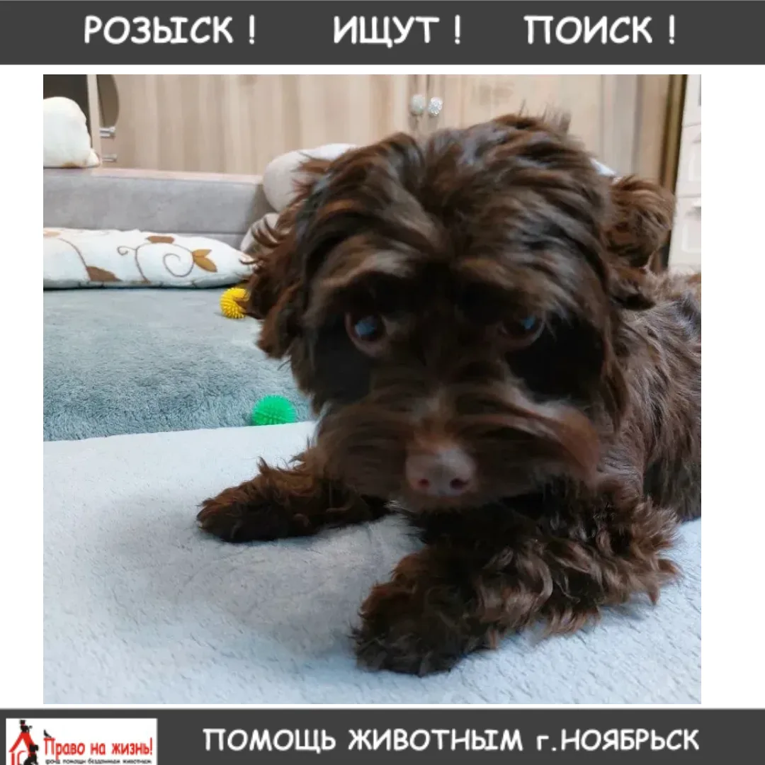 ❗️РОЗЫСК❗️Убежала маленькая собака, зовут Мишель, напротив Сбербанка через дорогу убежа...