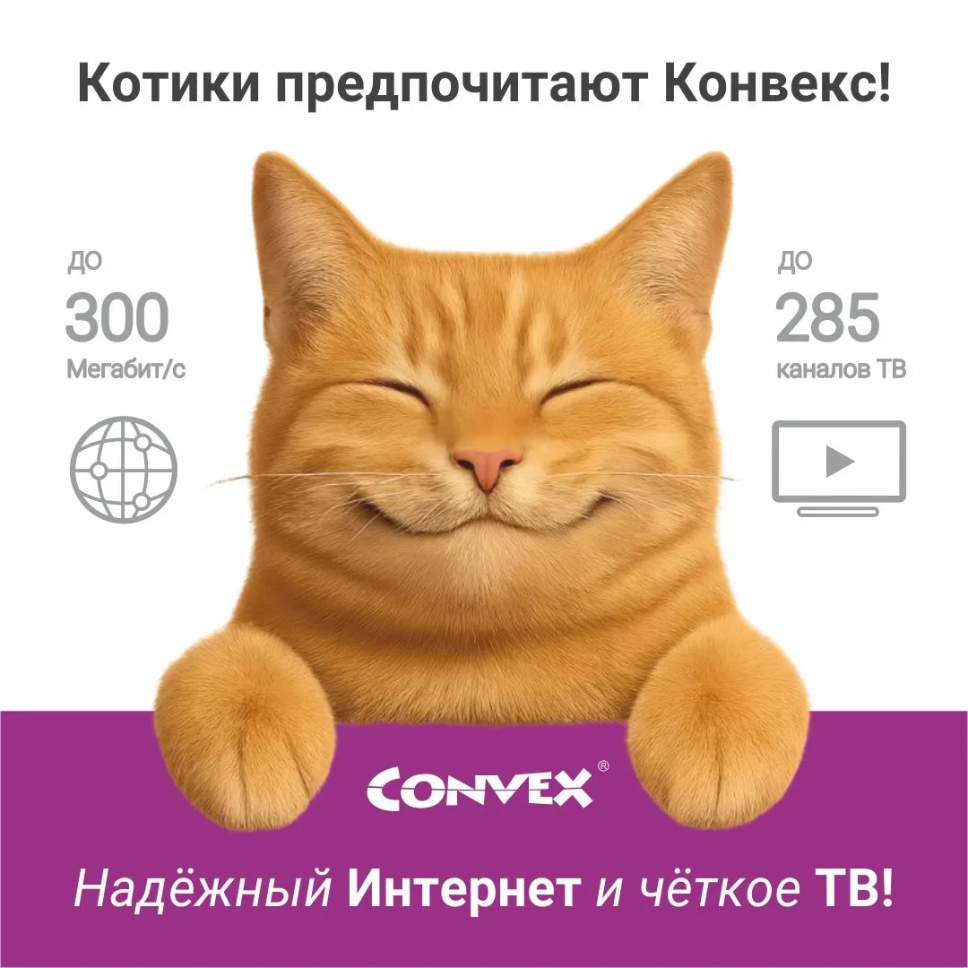 Котики рекомендуют!