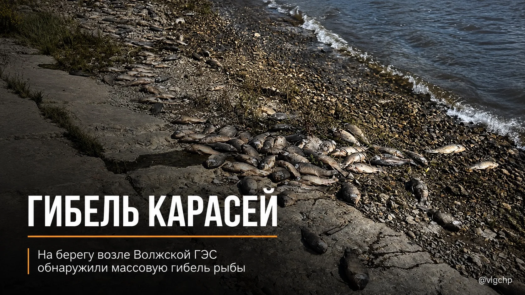 🐟Сотни карасей на берегу

Возле Волжской ГЭС жители обнаружили большое количество погибших карасей.