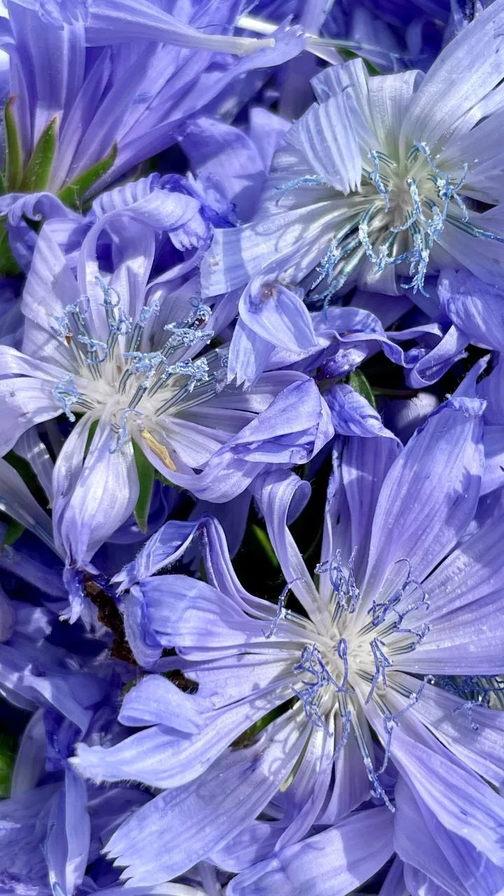 Солнечный день упускать нельзя, сегодня собираю ЦИКОРИЙ.🌿

Все мы знаем приятный напиток, который г