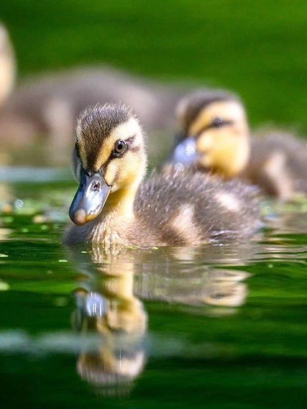 🦆 Утиная милота