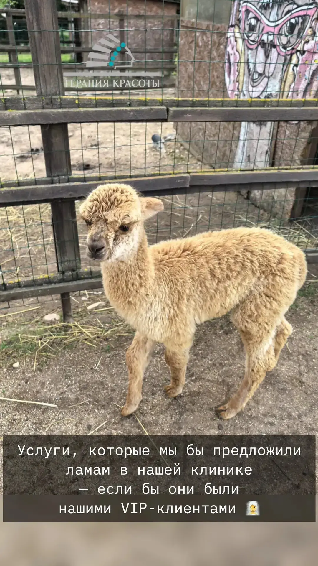 КАКУЮ ПРОЦЕДУРУ ВЫБРАЛИ БЫ ВЫ? 🦙🤔