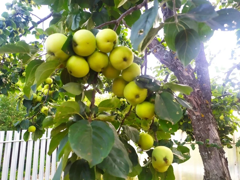🍏 Хотите такие яблочки?