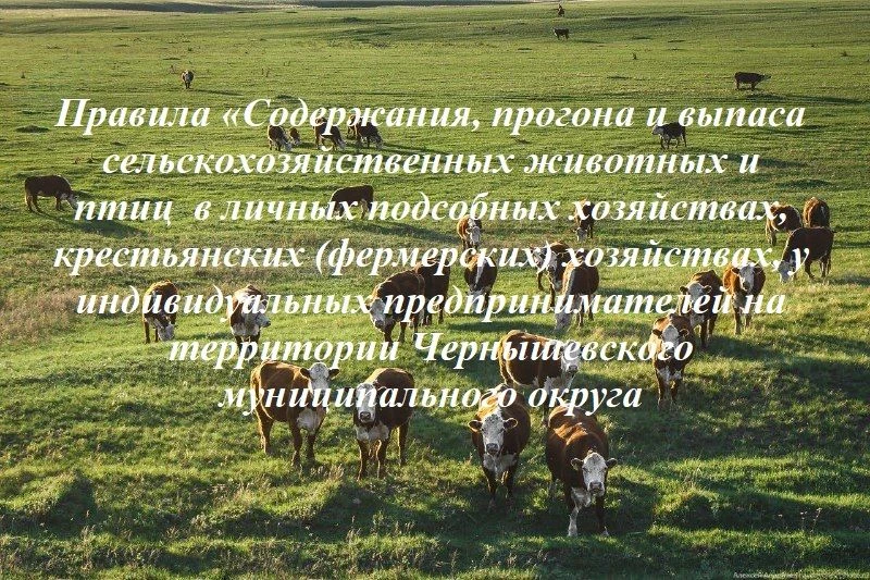 Администрация Чернышевского муниципального округа