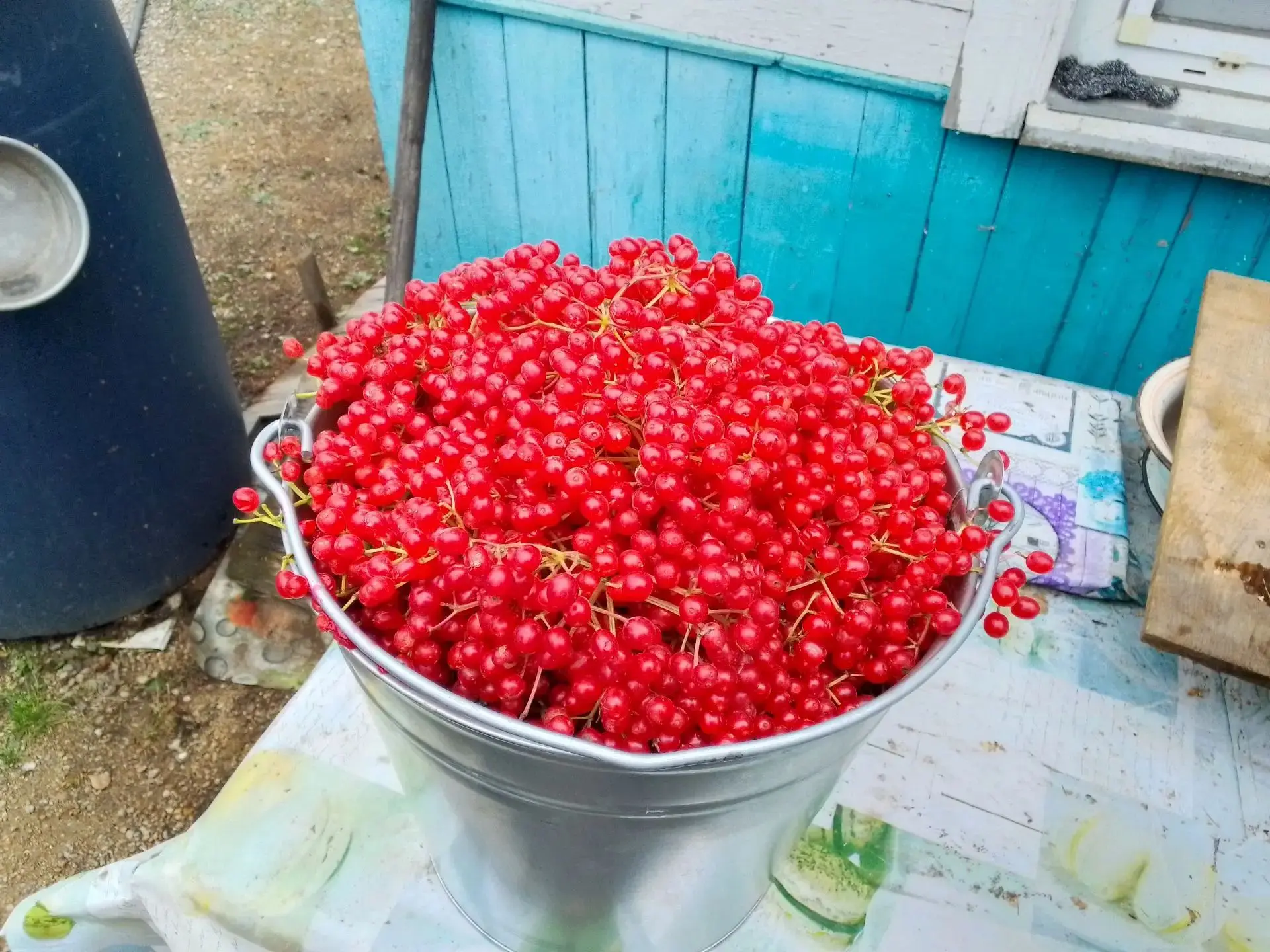 Продам калина ведро 700руб.89510171203