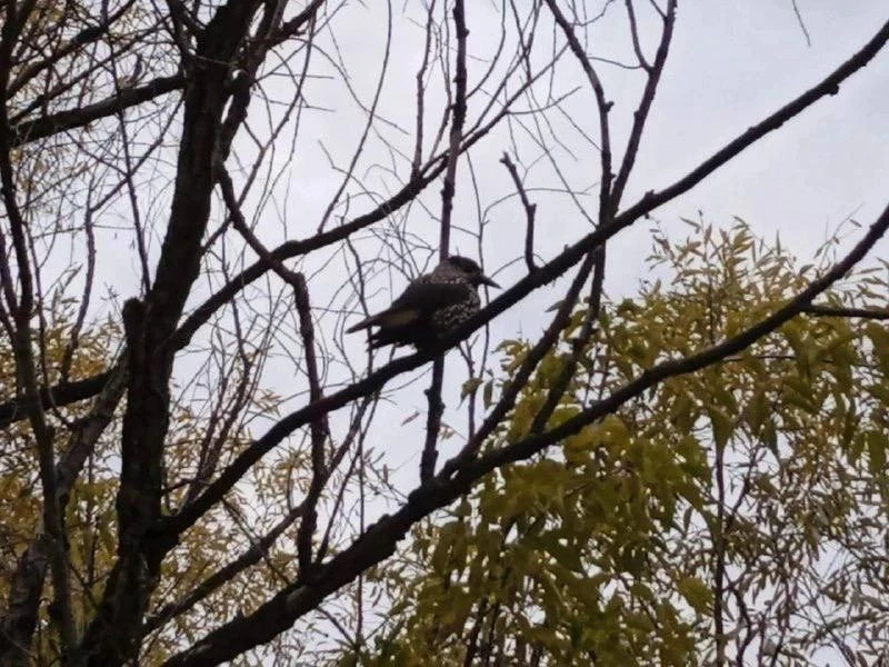 🐦 Редкая гостья из тайги заглянула в Новосибирск