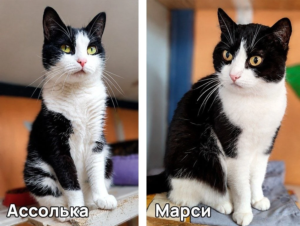 Иногда у кошек есть свой почти идеальный двойник 🖤🤍